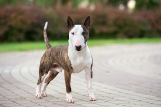 Illustration de l'article : Bull Terrier
