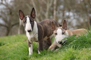 Illustration de l'article : Bull Terrier
