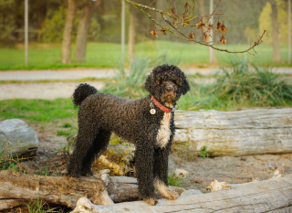 Illustration de l'article : Chien d'Eau Portugais