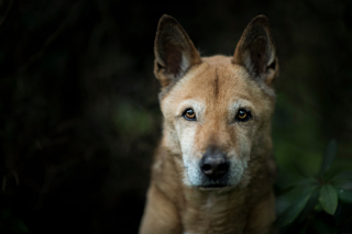Illustration de l'article : Chien de Canaan