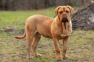 Illustration de l'article : Dogue de Bordeaux