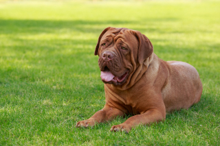 Illustration de l'article : Dogue de Bordeaux