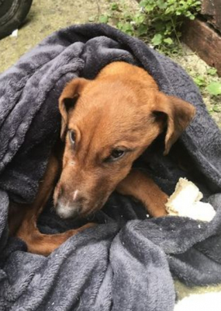 Illustration de l'article : Après avoir été jeté sur le bord de la route, ce chiot décide de s’accrocher à la vie et parvient à se remettre de ses blessures 