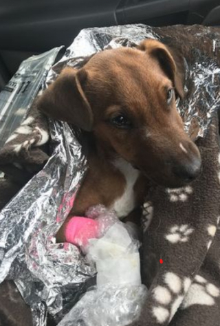 Illustration de l'article : Après avoir été jeté sur le bord de la route, ce chiot décide de s’accrocher à la vie et parvient à se remettre de ses blessures 