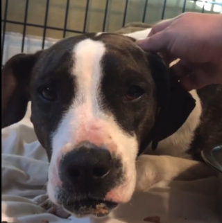 Illustration de l'article : Une jeune femme patiente et déterminée a redonné espoir à Dilly, une grande chienne perdue