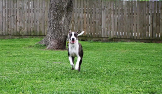Illustration de l'article : Une jeune femme patiente et déterminée a redonné espoir à Dilly, une grande chienne perdue