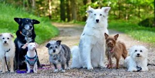 Illustration de l'article : Aveugle et sourd, ce petit chien enseigne aux enfants la tolérance et le respect 
