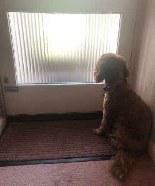 Illustration de l'article : Une petite chienne, surexcitée à l’arrivée du livreur de pizzas, finit sa soirée aux urgences vétérinaires