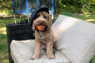 Illustration de l'article : Une petite chienne, surexcitée à l’arrivée du livreur de pizzas, finit sa soirée aux urgences vétérinaires