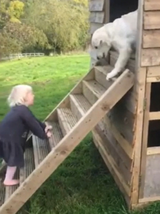 Illustration de l'article : Le lien unique entre une petite fille et son chiot Golden Retriever fait sensation sur TikTok