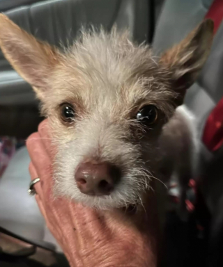 Illustration de l'article : La rencontre de ce petit chien errant avec un policier va changer toute sa vie