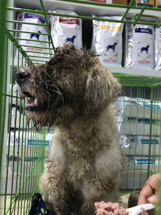 Illustration de l'article : Une petite chienne avec un trou dans la tête, infesté d'asticots, a été prise en charge par les bénévoles d'une association