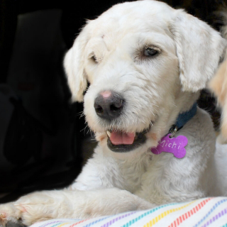 Illustration de l'article : Une petite chienne avec un trou dans la tête, infesté d'asticots, a été prise en charge par les bénévoles d'une association