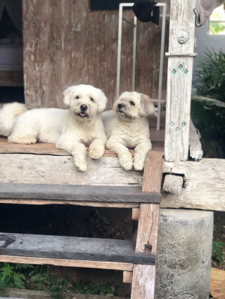 Illustration de l'article : Une petite chienne avec un trou dans la tête, infesté d'asticots, a été prise en charge par les bénévoles d'une association