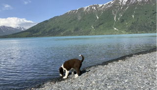 Illustration de l'article : La solidarité des réseaux sociaux permet de retrouver un chien perdu suite à une confrontation avec des ours sauvages