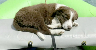 Illustration de l'article : La solidarité des réseaux sociaux permet de retrouver un chien perdu suite à une confrontation avec des ours sauvages