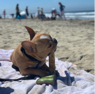 Illustration de l'article : 10 photos de Bouledogues Français profitant des plaisirs simples de la vie et vous invitant à les rejoindre