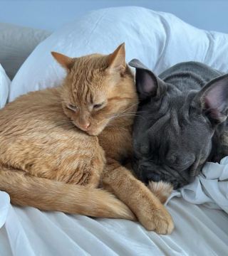 Illustration de l'article : 10 photos de Bouledogues Français profitant des plaisirs simples de la vie et vous invitant à les rejoindre