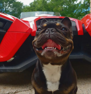 Illustration de l'article : 10 photos de Bouledogues Français profitant des plaisirs simples de la vie et vous invitant à les rejoindre