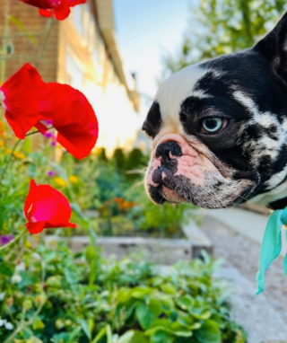 Illustration de l'article : 10 photos de Bouledogues Français profitant des plaisirs simples de la vie et vous invitant à les rejoindre