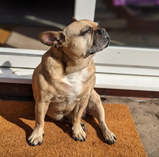 Illustration de l'article : 10 photos de Bouledogues Français profitant des plaisirs simples de la vie et vous invitant à les rejoindre