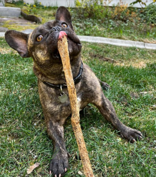 Illustration de l'article : 10 photos de Bouledogues Français profitant des plaisirs simples de la vie et vous invitant à les rejoindre