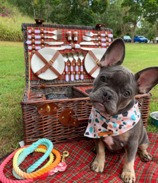 Illustration de l'article : 10 photos de Bouledogues Français profitant des plaisirs simples de la vie et vous invitant à les rejoindre