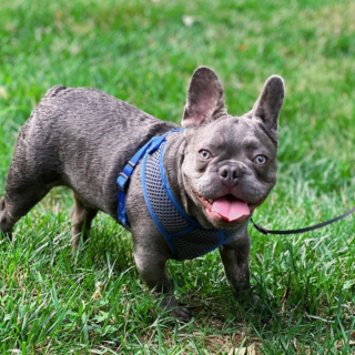 Illustration de l'article : 10 photos de Bouledogues Français profitant des plaisirs simples de la vie et vous invitant à les rejoindre