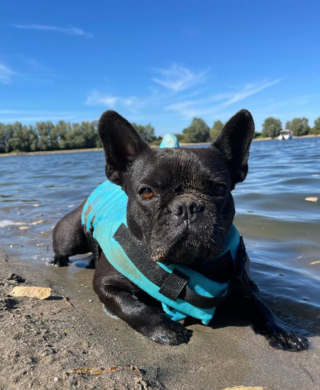 Illustration de l'article : 10 photos de Bouledogues Français profitant des plaisirs simples de la vie et vous invitant à les rejoindre