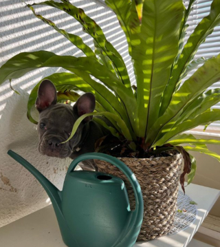 Illustration de l'article : 10 photos de Bouledogues Français profitant des plaisirs simples de la vie et vous invitant à les rejoindre