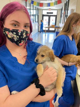 Illustration de l'article : Des étudiants secourent 19 chiots d'une ferme abandonnée grâce à une collaboration avec l'organisme de sauvetage animalier