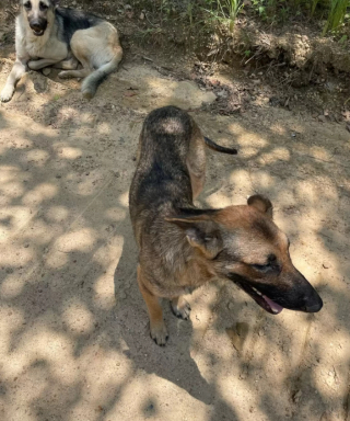 Illustration de l'article : Une famille entière de Bergers Allemands est abandonnée dans une décharge publique et refuse de quitter les lieux, attendant le retour de leurs maîtres   