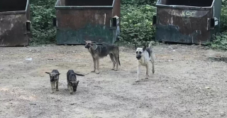 Illustration de l'article : Une famille entière de Bergers Allemands est abandonnée dans une décharge publique et refuse de quitter les lieux, attendant le retour de leurs maîtres   