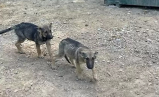 Illustration de l'article : Une famille entière de Bergers Allemands est abandonnée dans une décharge publique et refuse de quitter les lieux, attendant le retour de leurs maîtres   