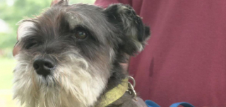 Illustration de l'article : Un Schnauzer nain évite la noyade grâce à l'intervention d'un officier de police