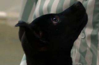 Illustration de l'article : Un homme courageux secourt un chiot abandonné et blessé sur une route fréquentée