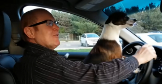 Illustration de l'article : Quand un petit chien réalise que son maître l'emmène dans son parc préféré : la joie de Scrattie fait sensation sur YouTube