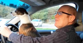 Illustration de l'article : Quand un petit chien réalise que son maître l'emmène dans son parc préféré : la joie de Scrattie fait sensation sur YouTube