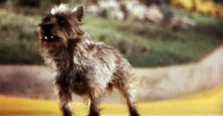 Illustration de l'article : 14 chiens stars des petit et grand écrans qui ont conquis nos cœurs