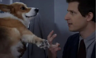 Illustration de l'article : 14 chiens stars des petit et grand écrans qui ont conquis nos cœurs