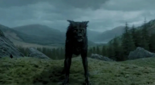 Illustration de l'article : 14 chiens stars des petit et grand écrans qui ont conquis nos cœurs