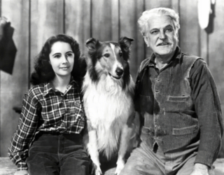 Illustration de l'article : 14 chiens stars des petit et grand écrans qui ont conquis nos cœurs