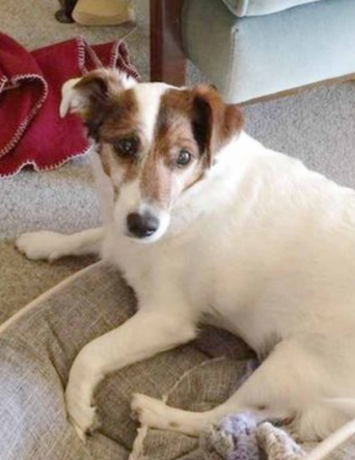 Illustration de l'article : A 96 ans, elle décide d’adopter un chien de 17 ans et encourage les gens à suivre son exemple en adoptant des animaux seniors