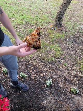 Illustration de l'article : Un chien décide d’enfouir son plus beau trésor dans le jardin de ses voisins 