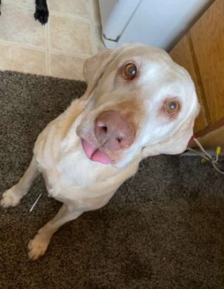 Illustration de l'article : Tous les membres d'une même famille trouvent un moyen émouvant d'honorer leur chien adoré