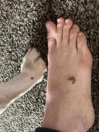 Illustration de l'article : Tous les membres d'une même famille trouvent un moyen émouvant d'honorer leur chien adoré