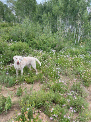 Illustration de l'article : Tous les membres d'une même famille trouvent un moyen émouvant d'honorer leur chien adoré