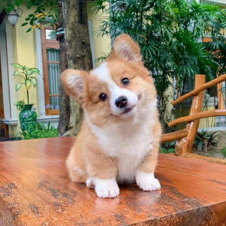 Illustration de l'article : 20 photos craquantes de Baby, le Welsh Corgi Pembroke qui fait fondre les cœurs sur Internet