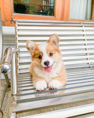 Illustration de l'article : 20 photos craquantes de Baby, le Welsh Corgi Pembroke qui fait fondre les cœurs sur Internet