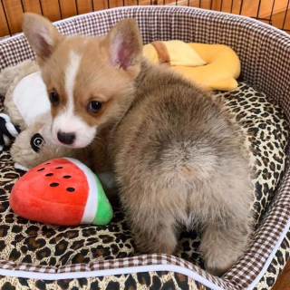 Illustration de l'article : 20 photos craquantes de Baby, le Welsh Corgi Pembroke qui fait fondre les cœurs sur Internet